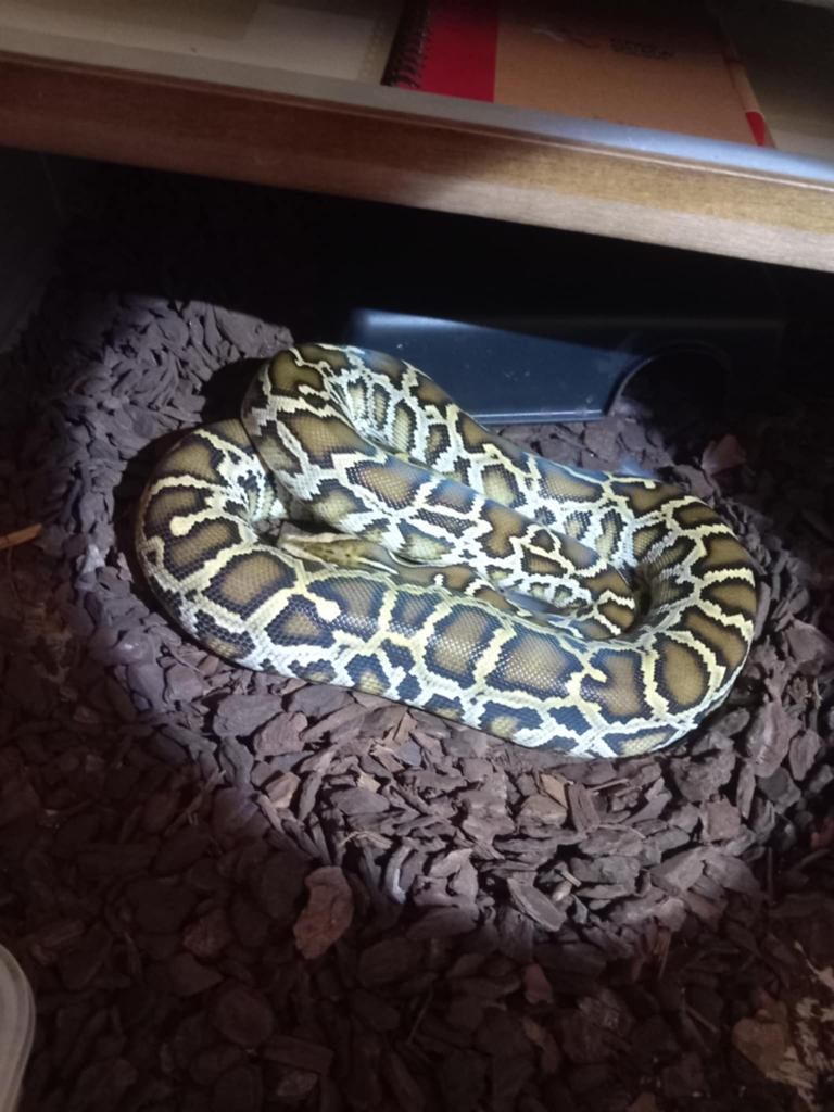 Plusieurs especes python, Dieren en Toebehoren, Reptielen en Amfibieën, Overige soorten, Met terrarium, 0 tot 2 jaar
