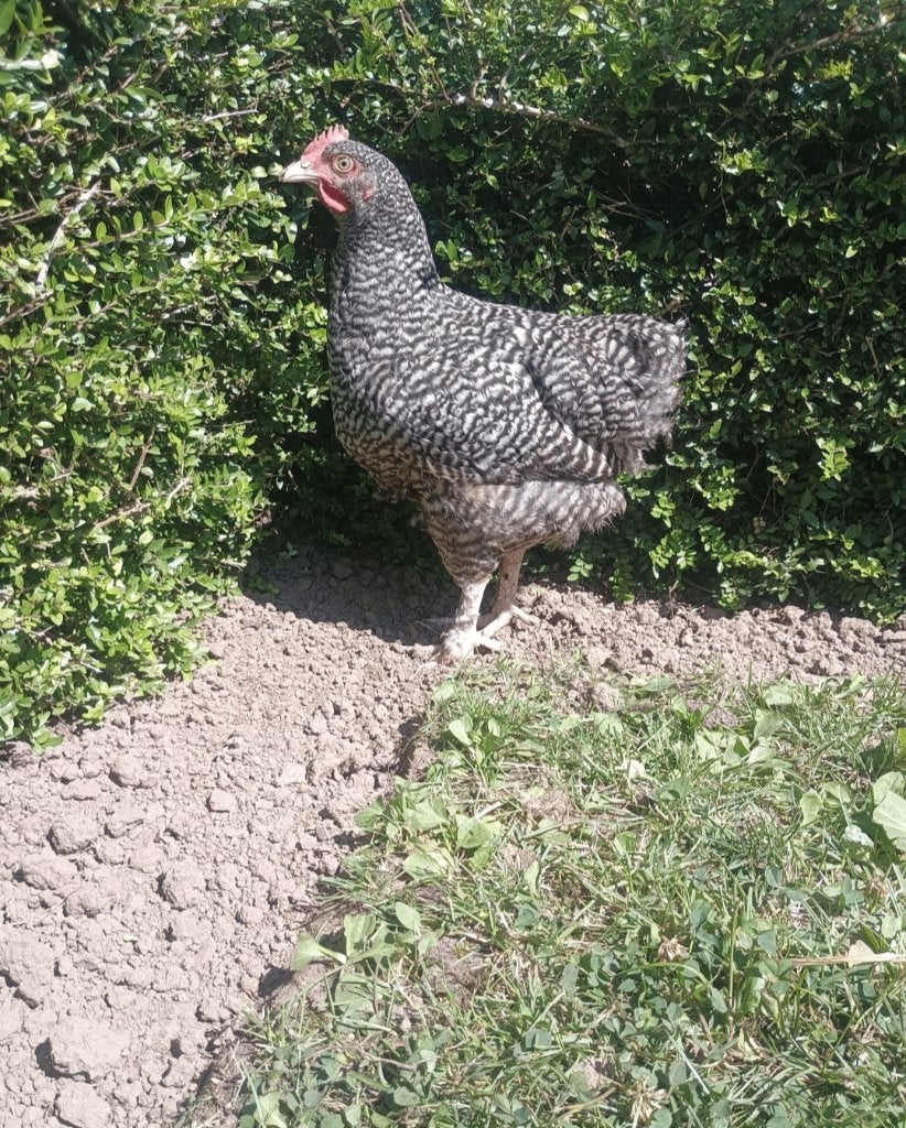 mechelse koekoek haan/hanen/ haantje te koop, Mâle, Poule ou poulet