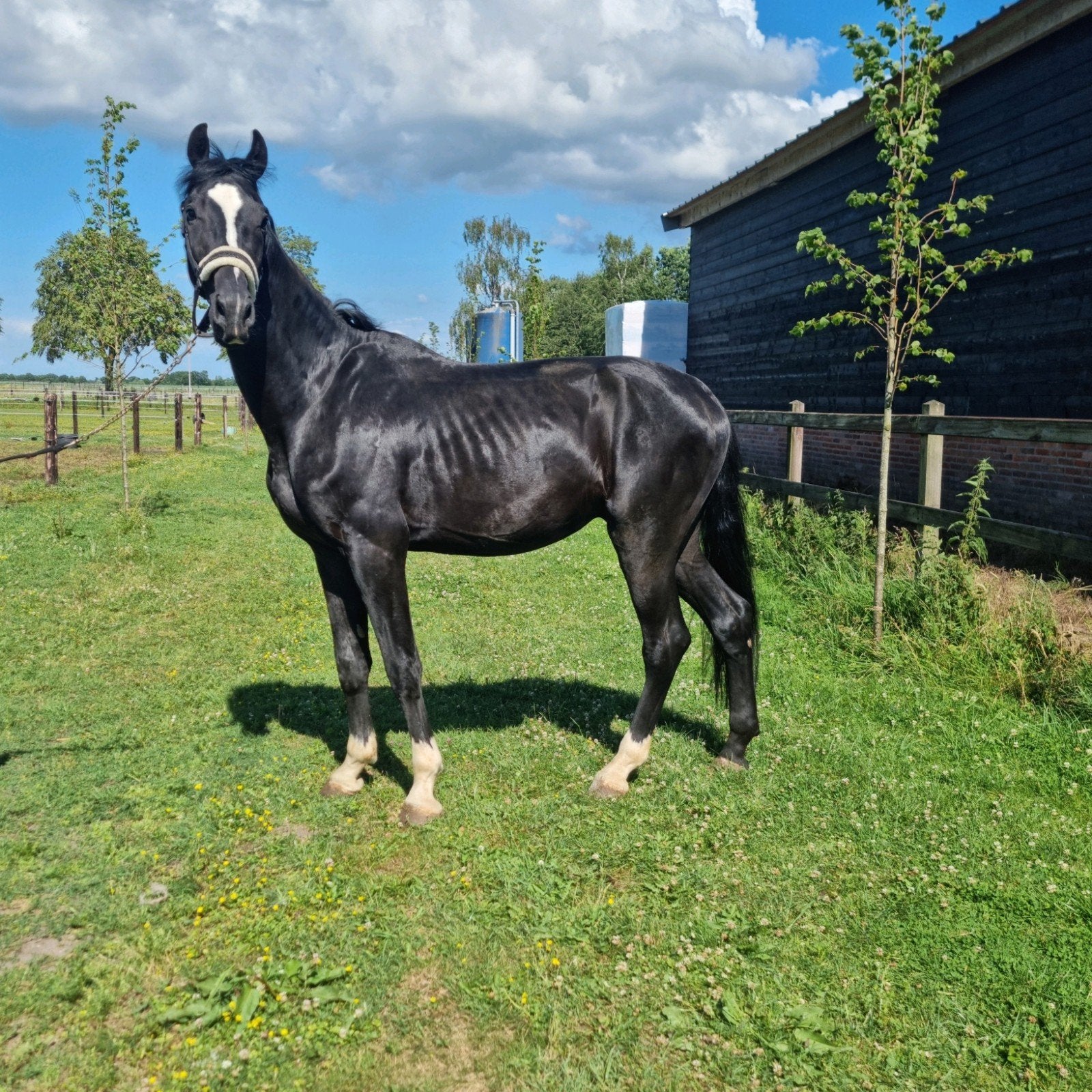 Lieve 3 jarige ruin, 175 cm of meer, Met stamboom, Ruin, Dressuurpaard