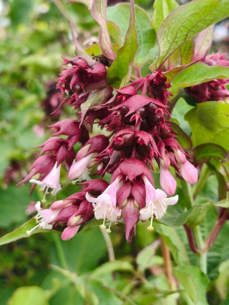 Leycesteria formosa, Tuin en Terras, Ophalen, Zomer, Halfschaduw