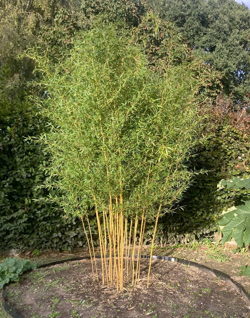 Bamboe Phyllostachys aureosulcata Aureocaulis, Tuin en Terras, Ophalen, Bamboe, Struik, 250 cm of meer