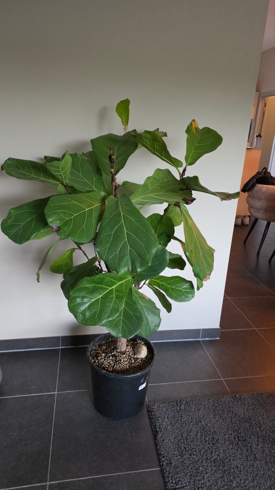 Ficus lyrata vioolbladplant, Huis en Inrichting, Ophalen, Ficus, 100 tot 150 cm