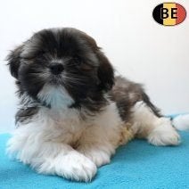 Lhasa Apso pups met een nobel karakter te koop, Dieren en Toebehoren, Honden | Chihuahua's en Gezelschapshonden, Reu, Overige rassen