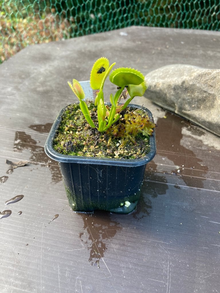 Dionaea Muscipula DC XL X Up Giant 7 cm pot, Plein soleil, Été, Plante fixe, Enlèvement ou Envoi