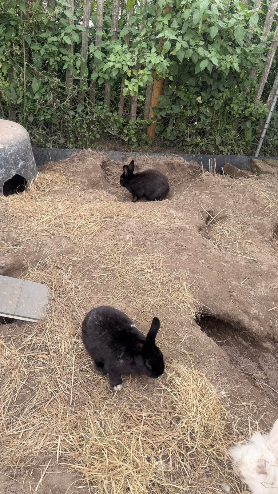 2 zwarte dwergkonijnen, Dieren en Toebehoren, Geslacht onbekend, Klein, 0 tot 2 jaar