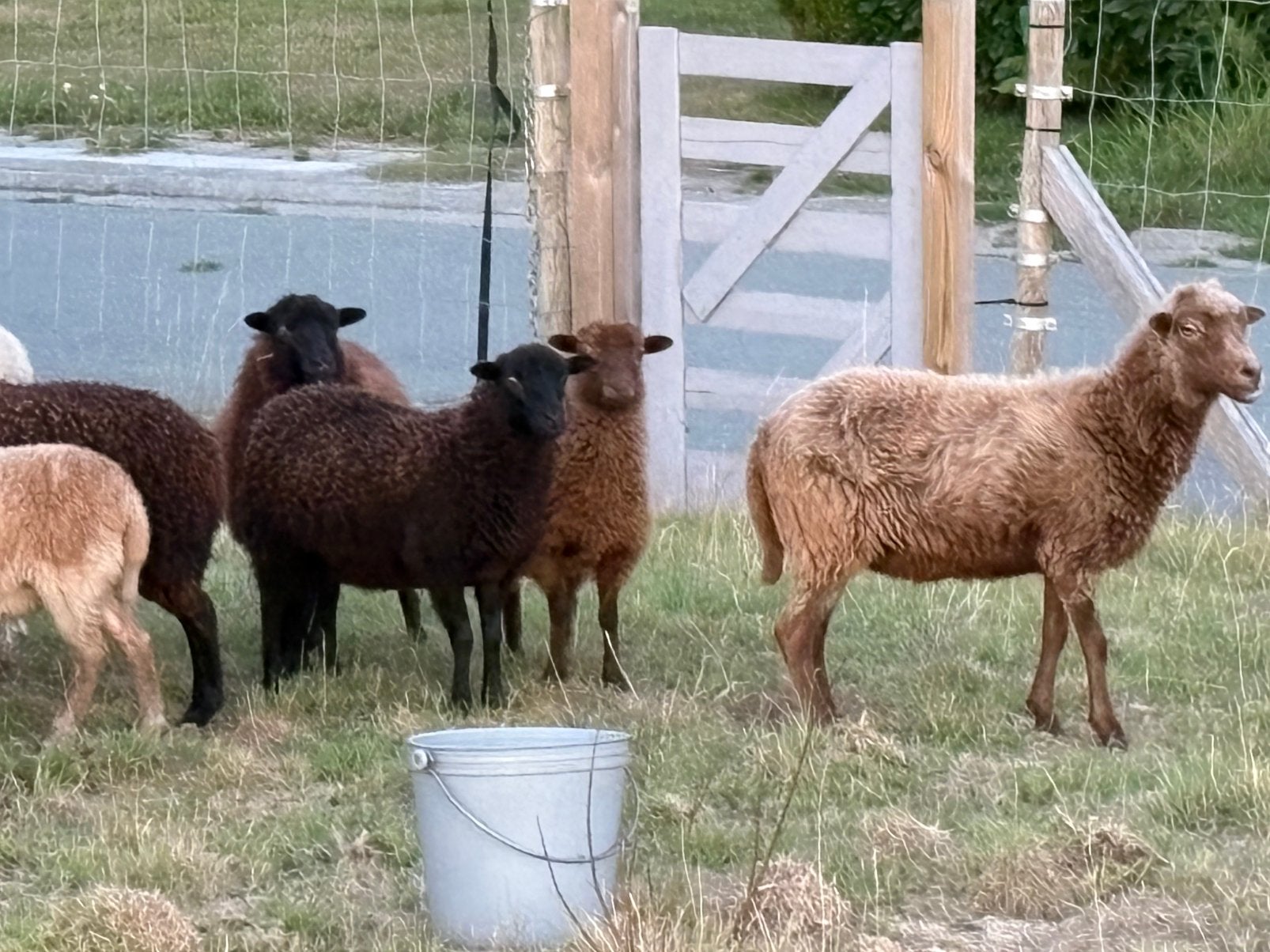 Ouessant ooien - verschillende kleuren, Dieren en Toebehoren, Vrouwelijk, Schaap, 0 tot 2 jaar
