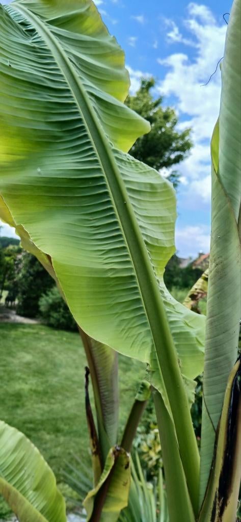 Stevige bananenplanten Musa Basjoo, Ophalen