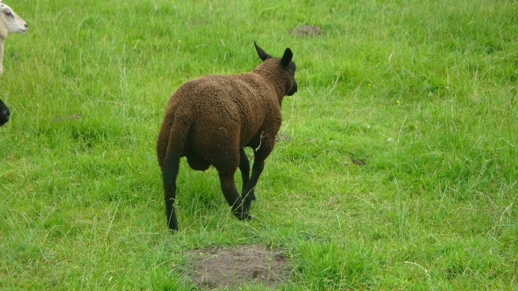 schapen, Dieren en Toebehoren, Mannelijk