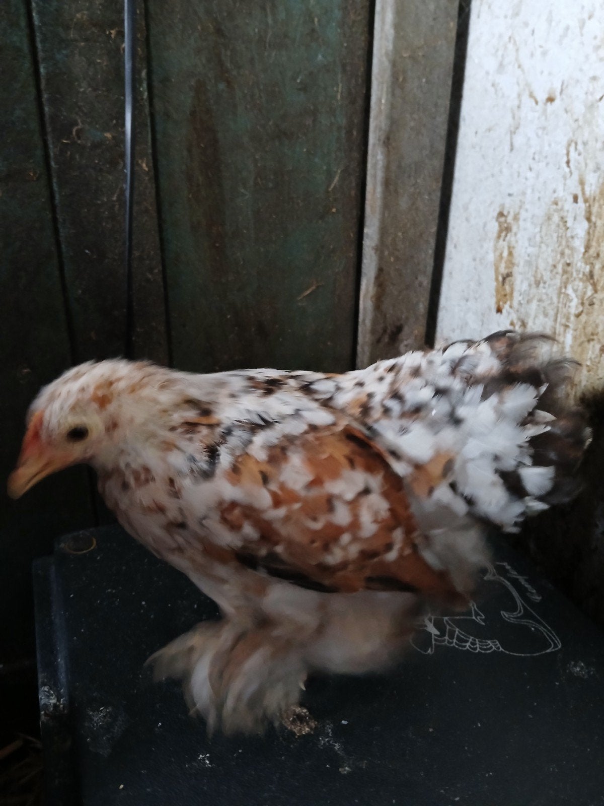 Cochin kriel gezocht
