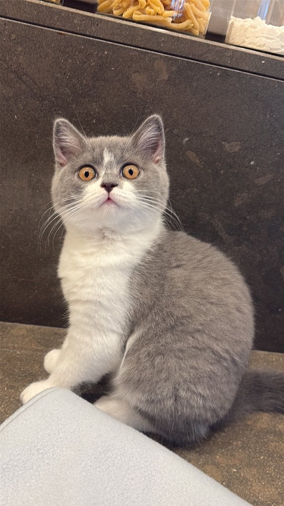 Brits korthaar kitten, Chatte ou Chat, Avec pedigree, 0 à 2 ans