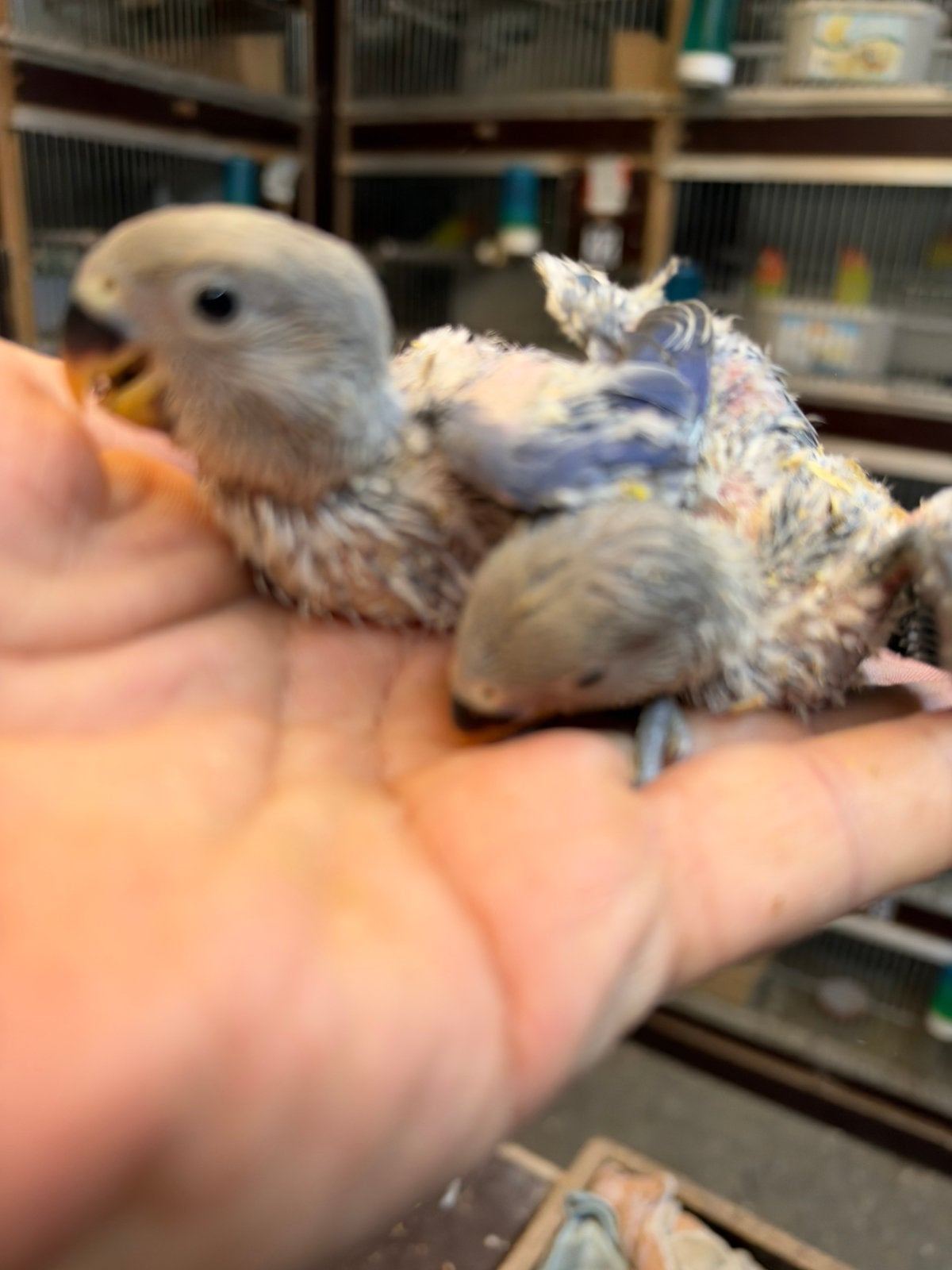 Violet en blauw baby dwergpapagaai