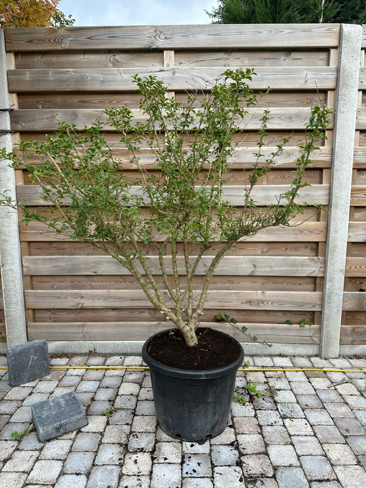 Osmanthus, Ophalen