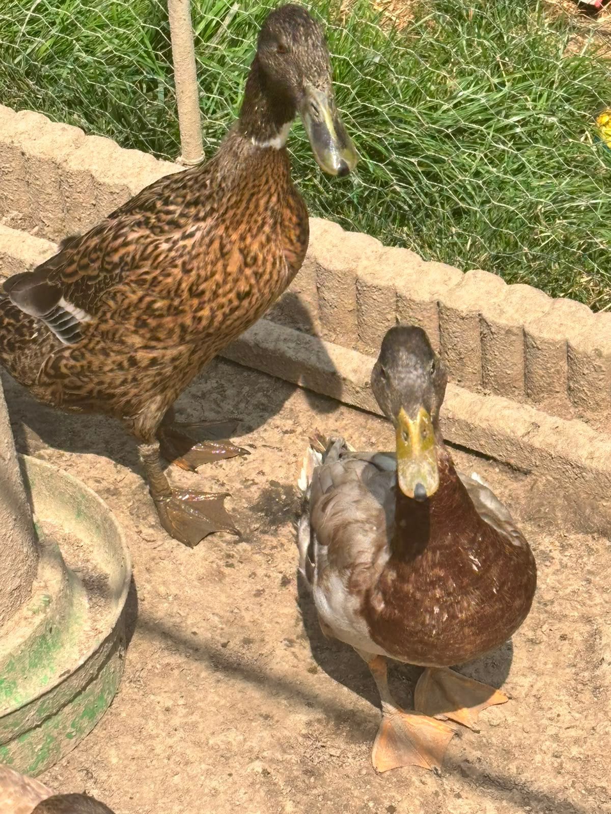 Jonge eenden van eind maart tot begin juni af te halen 9320, Dieren en Toebehoren, Pluimvee