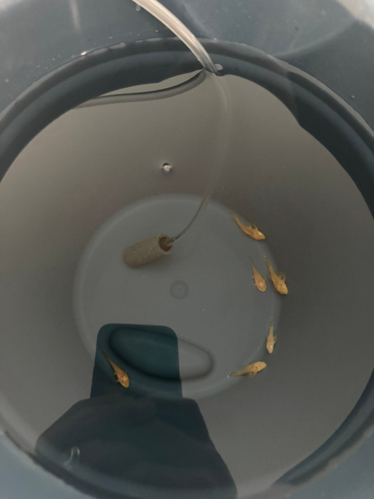 Albino pleco's te koop, Dieren en Toebehoren