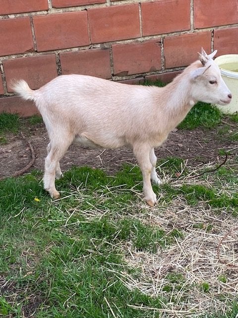 Palmino dwerggeitje, Femelle, Chèvre, 0 à 2 ans