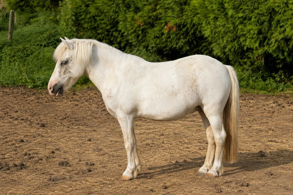 Lieve en betrouwbare kinderpony zoekt 5*- thuis, Dieren en Toebehoren, Pony's, B, Ruin, Gechipt, B pony (1.17m tot 1.27m)