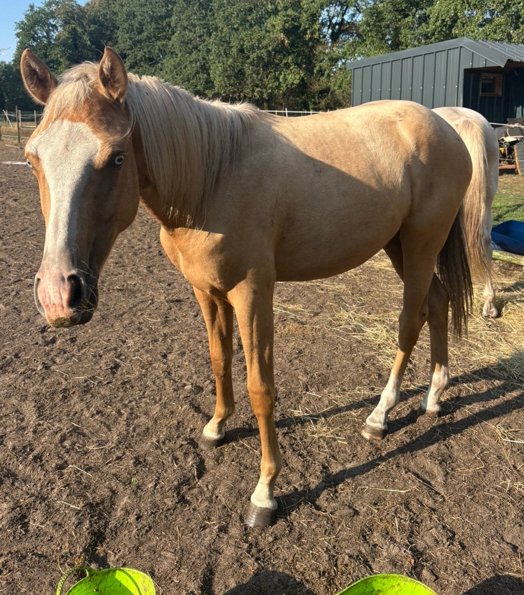 Prachtige Palomino met blauwe ogen zoekt een nieuw thuis!, Merrie, M