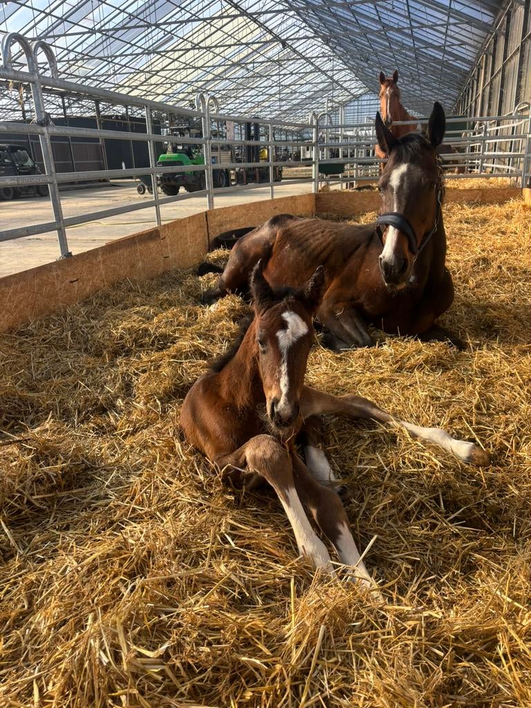Fokmerries te koop, Dieren en Toebehoren, Paarden en Pony's | Dekhengsten en Fokmerries, Merrie