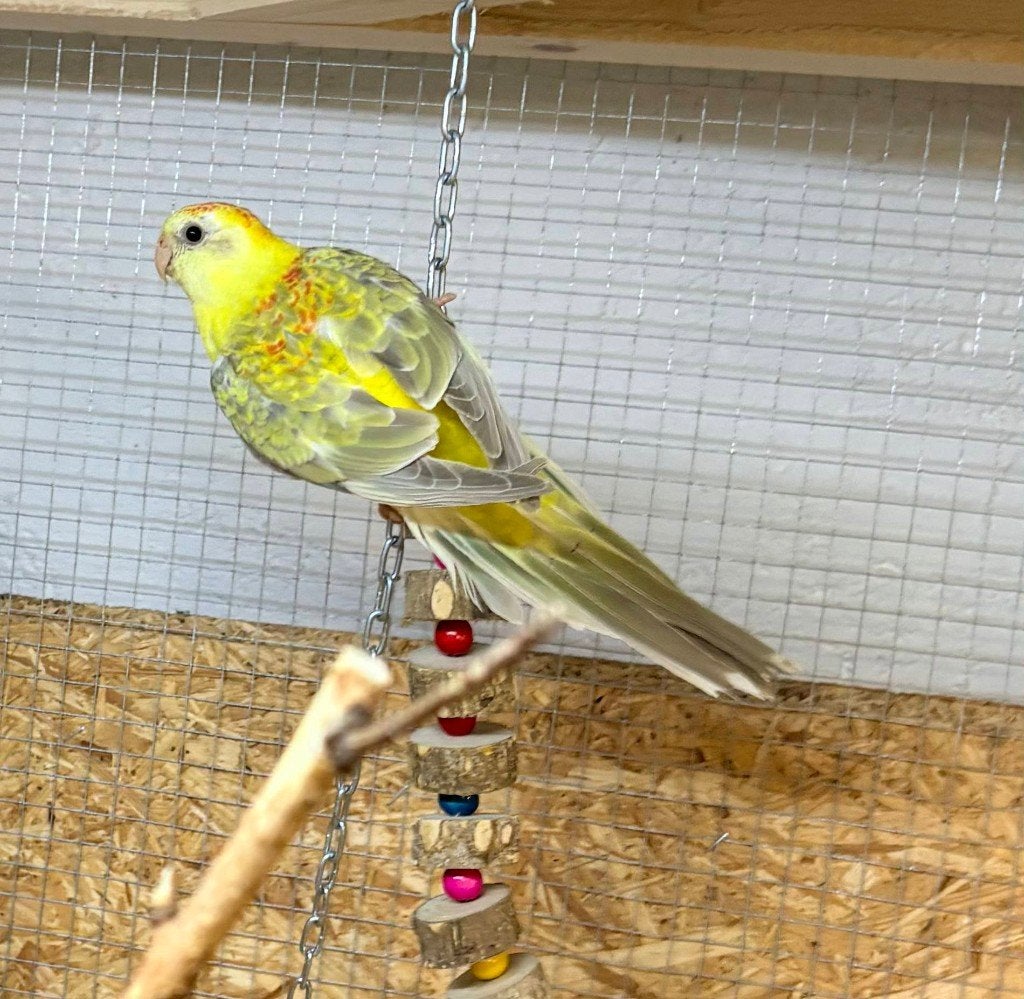 Roodrug popje, Animaux & Accessoires, Femelle, Perruche