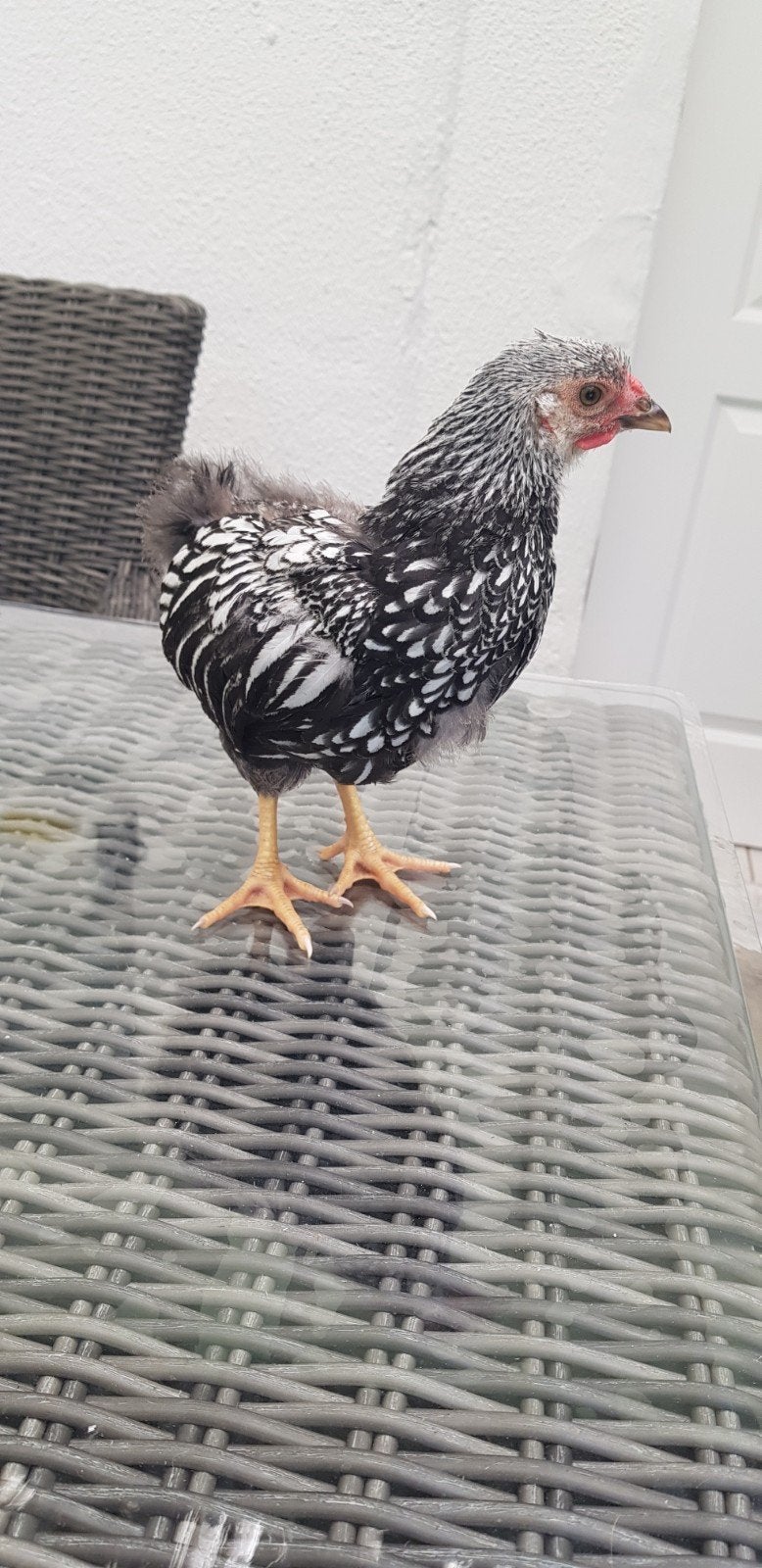 Kleine haantje, Dieren en Toebehoren, Pluimvee