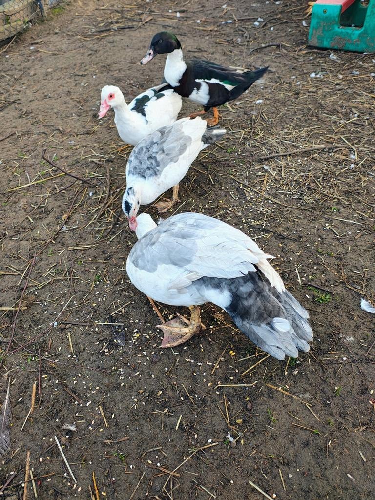 Trio barbarie eenden om dit jaar mee te kweken