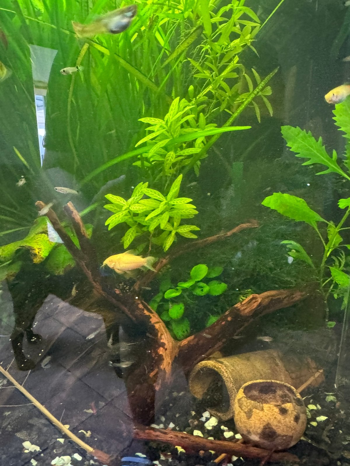 Baby guppen/guppies: 15 stuks, Dieren en Toebehoren, Vis, Zoetwatervis, Schoolvis