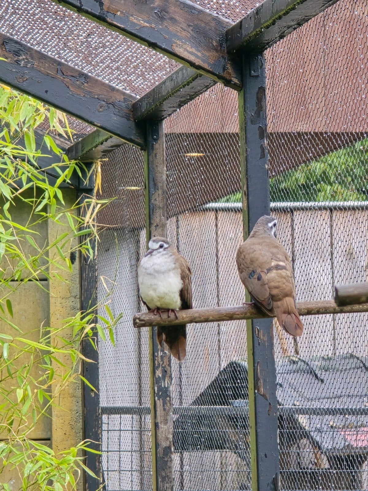 koppel tamboerijnduifjes, Dieren en Toebehoren
