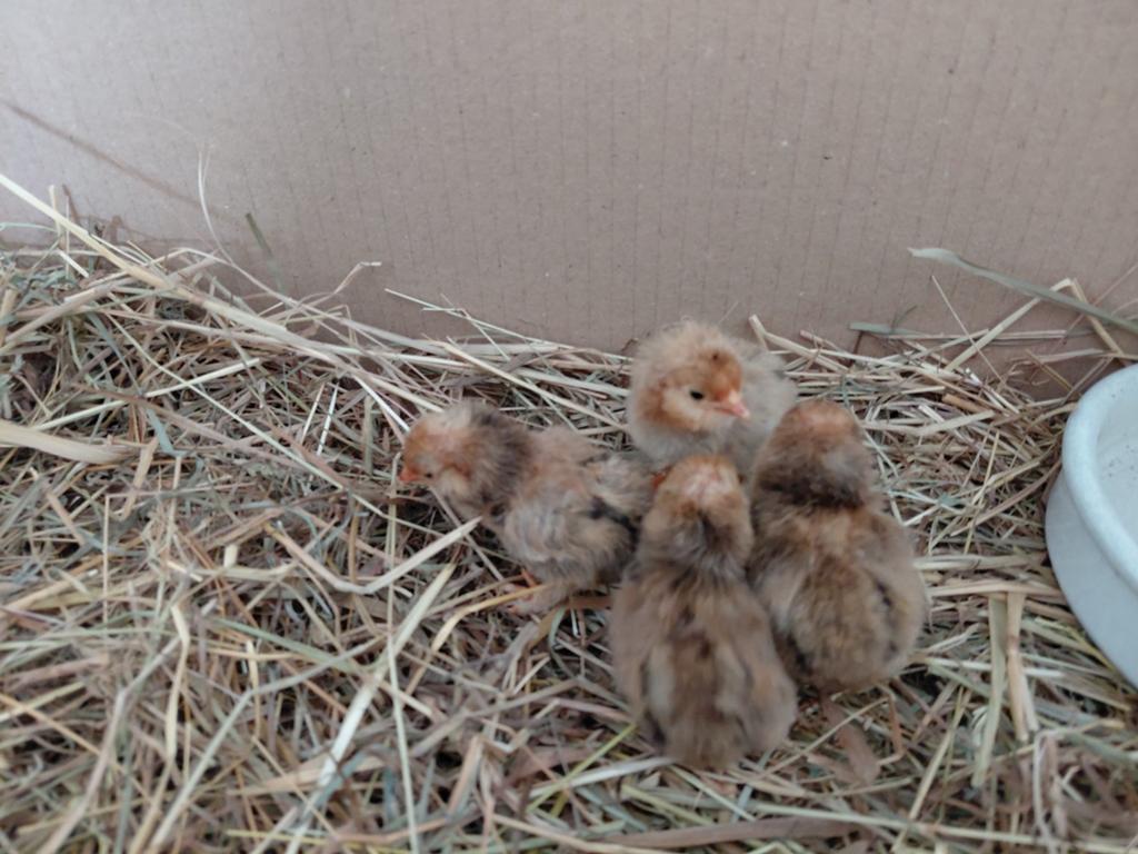 Kuikens krielkip en brahma groothoender