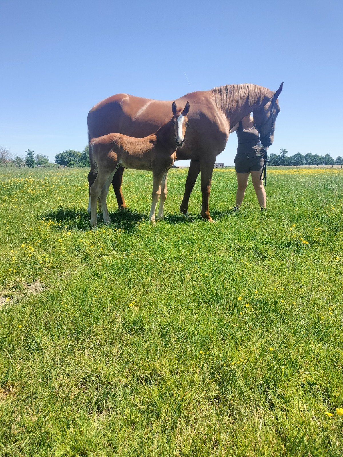 Veulens op zoek naar  thuis!, Dieren en Toebehoren, Paarden, Springpaard, Met stamboom, Niet van toepassing, 0 tot 2 jaar