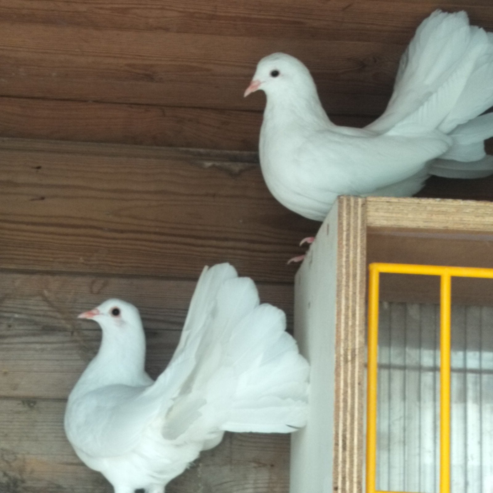 Jonge pauwstaarten, Dieren en Toebehoren, Vogels | Duiven, Meerdere dieren, Overige soorten