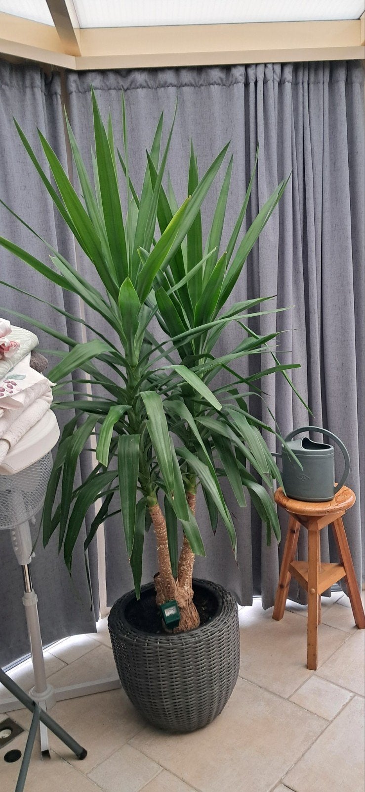 hoge binnenplant met mooie rieten bloembak, Tuin en Terras, Planten | Bomen, Ophalen, 100 tot 250 cm