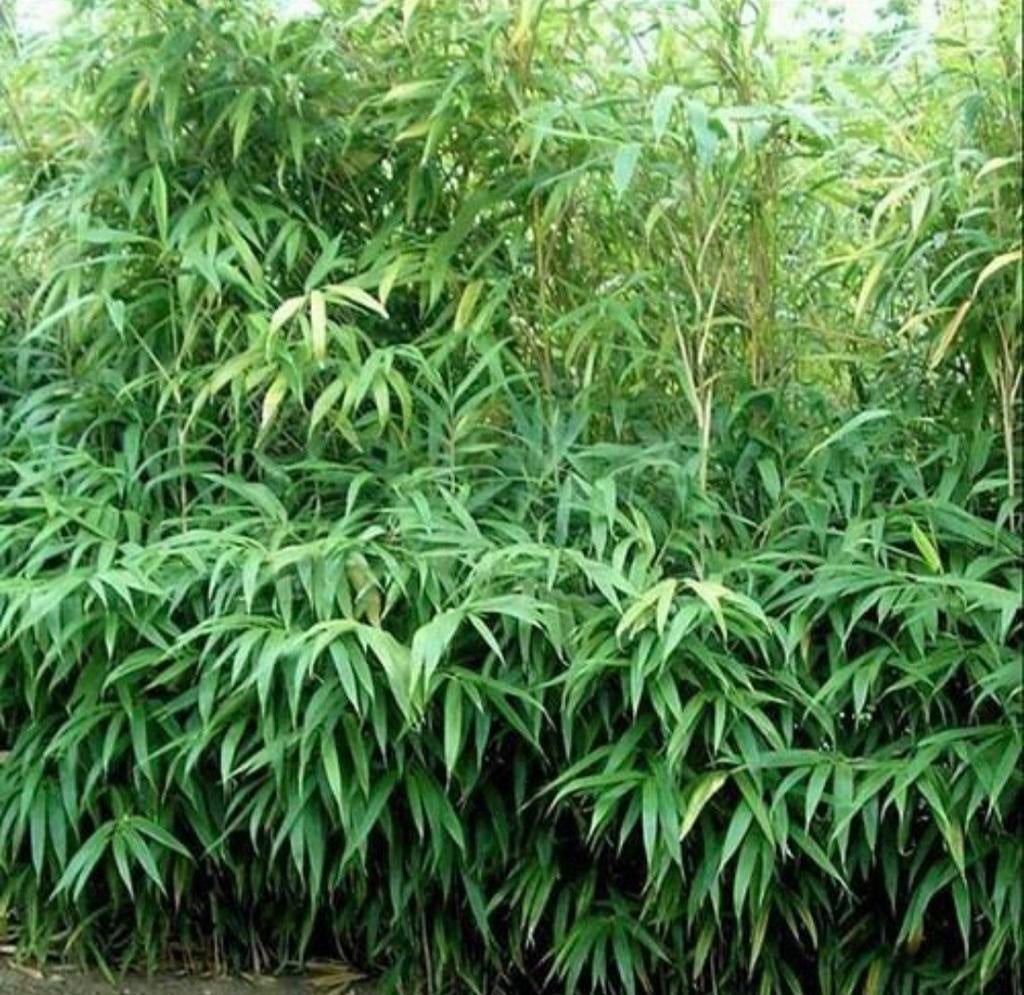 Bamboe pseudosasa japonica., Ophalen