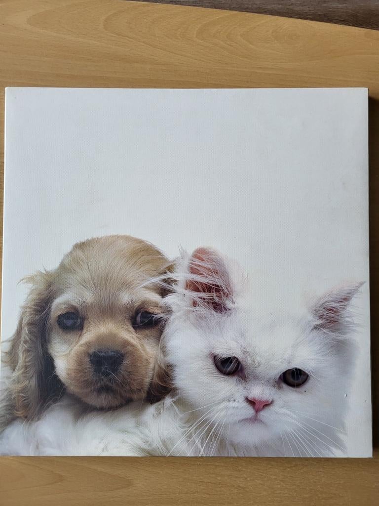 Photo chat et chien sur châssis en bois. 39cm x 39cm, Enlèvement, Utilisé, Moins de 50 cm