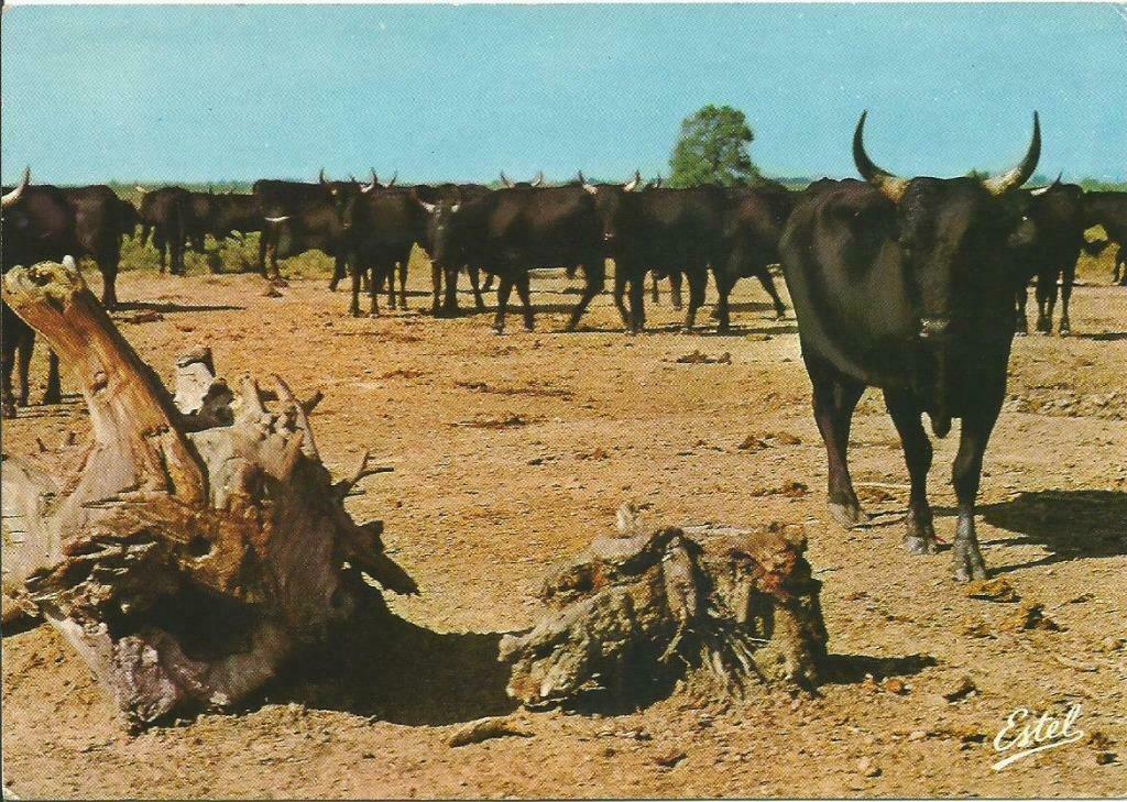 11.051 Manade de taureau, Envoi