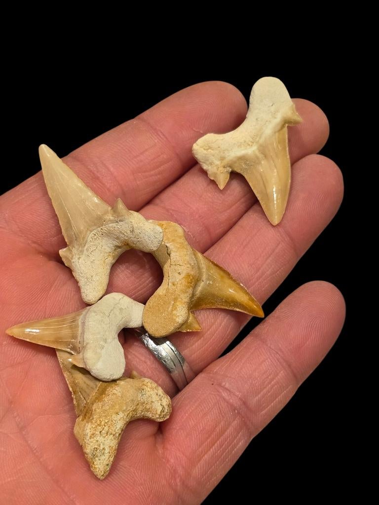 Haaientanden otodus obliquus uit marokko 3,5 - 2,5 cm., Verzamelen, Mineralen en Fossielen, Fossiel, Ophalen of Verzenden