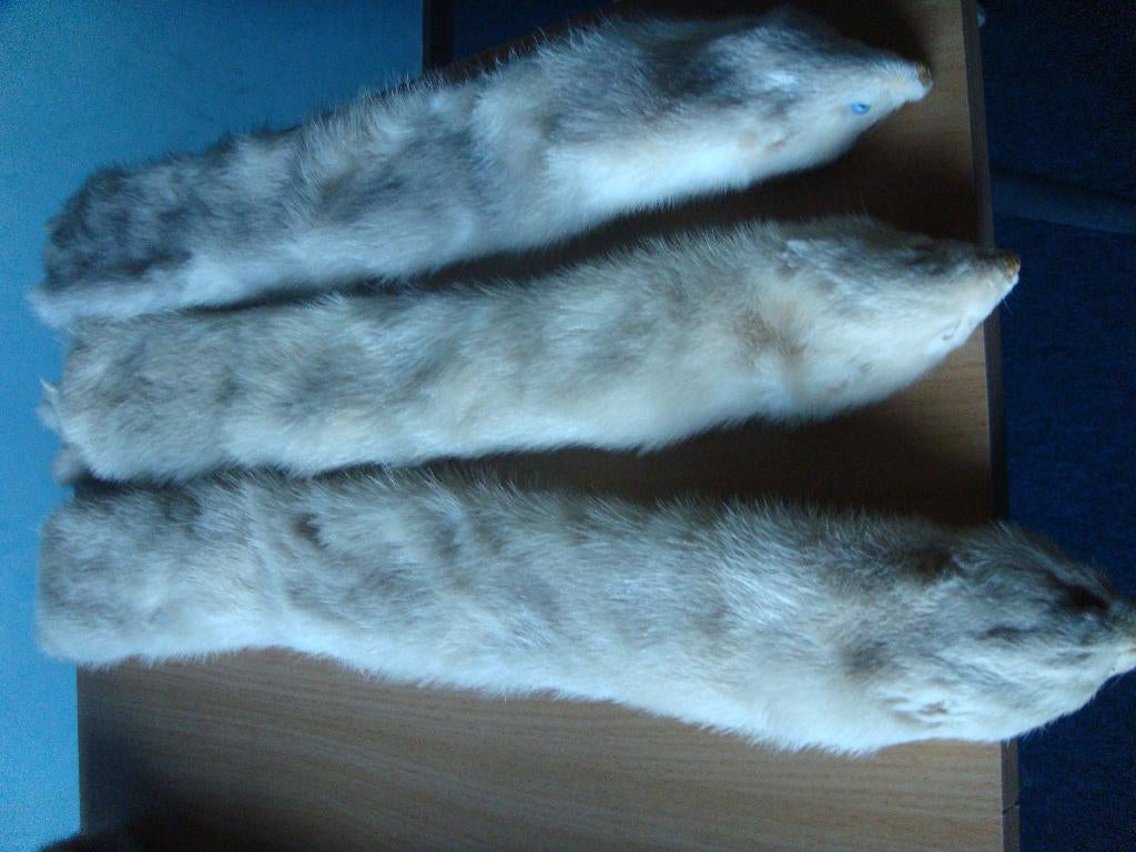 FOURRURE PEAUX DE VISONS, Enlèvement