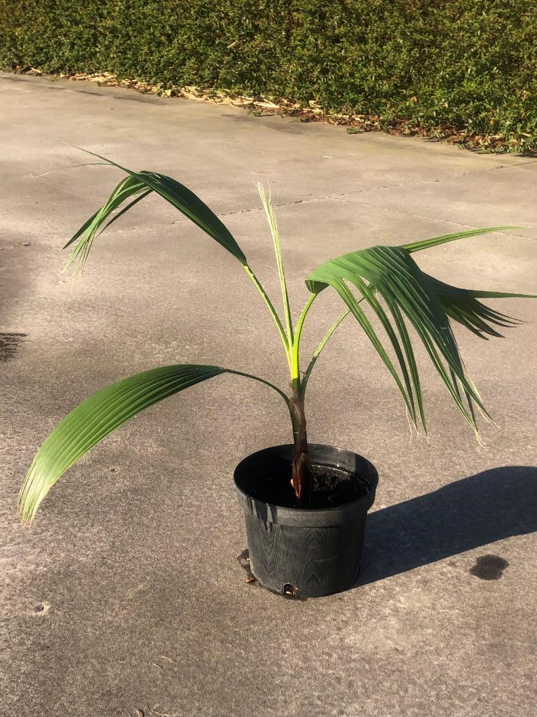 palmbomen (mexicaanse waaierpalm), Tuin en Terras, Volle zon, Vaste plant, Bloeit niet, Ophalen