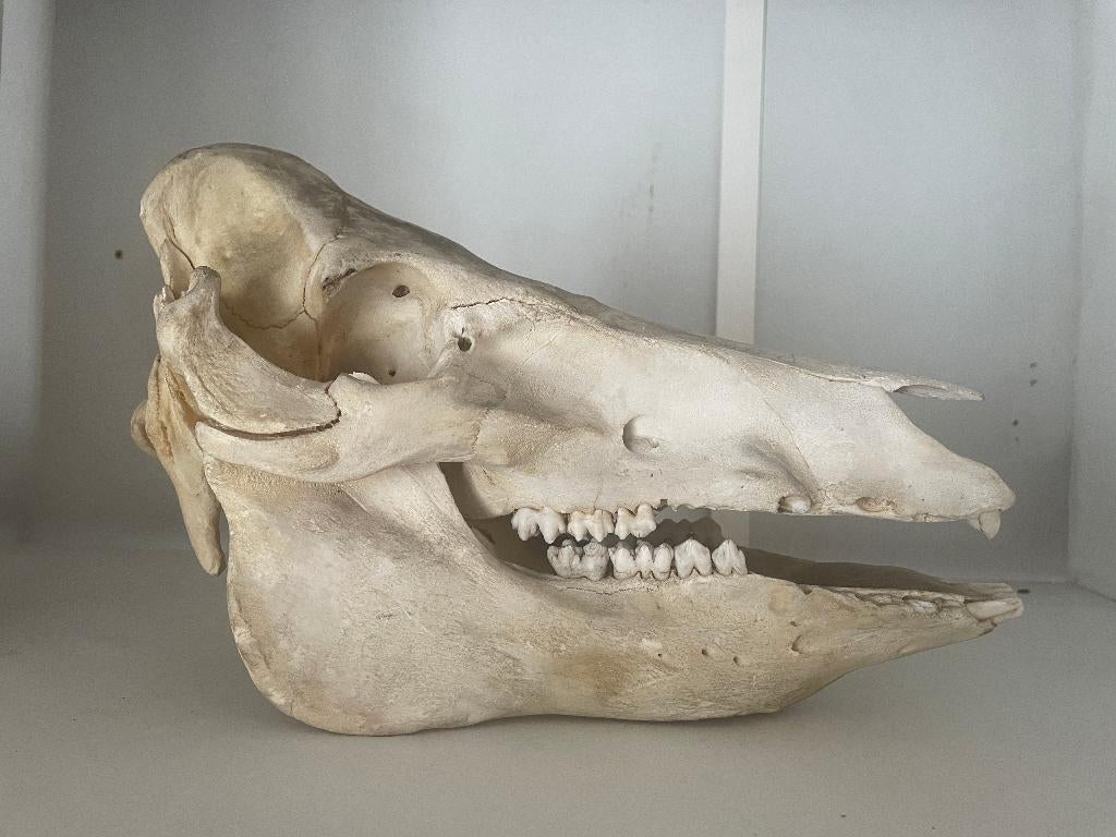 Crâne de cochon, Ophalen, Zo goed als nieuw, Overige soorten, Schedel