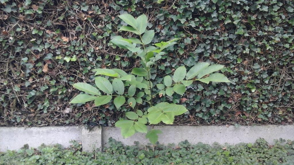 1  notenboompje, Tuin en Terras, Overige soorten, Minder dan 100 cm, Zomer, Ophalen