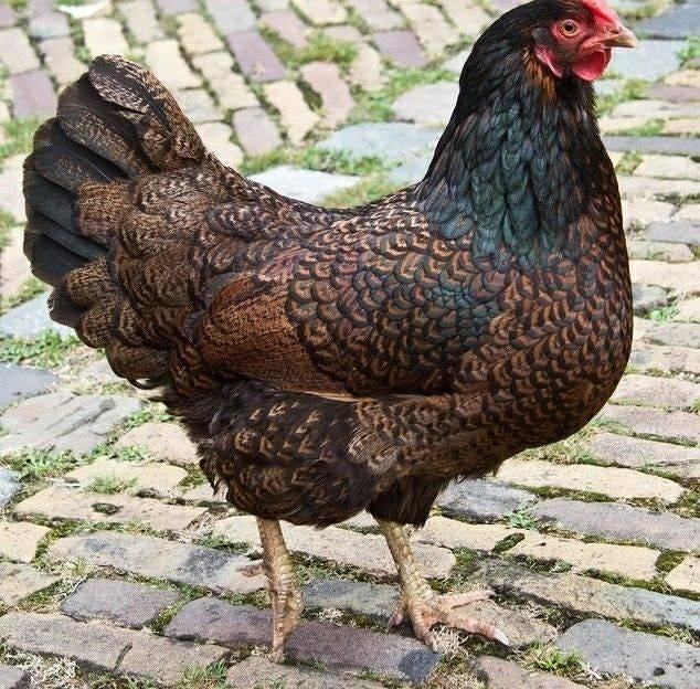 Barnevelder, Dieren en Toebehoren, Vrouwelijk, Kip