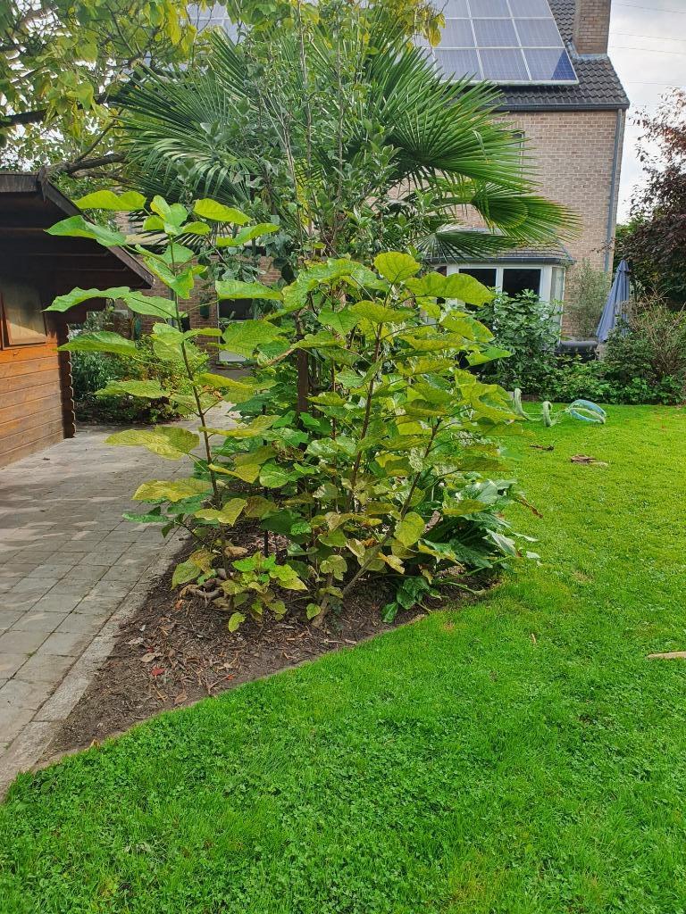 Catalpa bignonioides 'Aurea' -6 stuks- 1.65 m - per stuk 5€, Tuin en Terras, Planten | Bomen, Ophalen