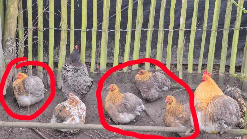 4 Cochin hennen en 2 Cochin hanen beschikbaar, Dieren en Toebehoren, Meerdere dieren, Kip