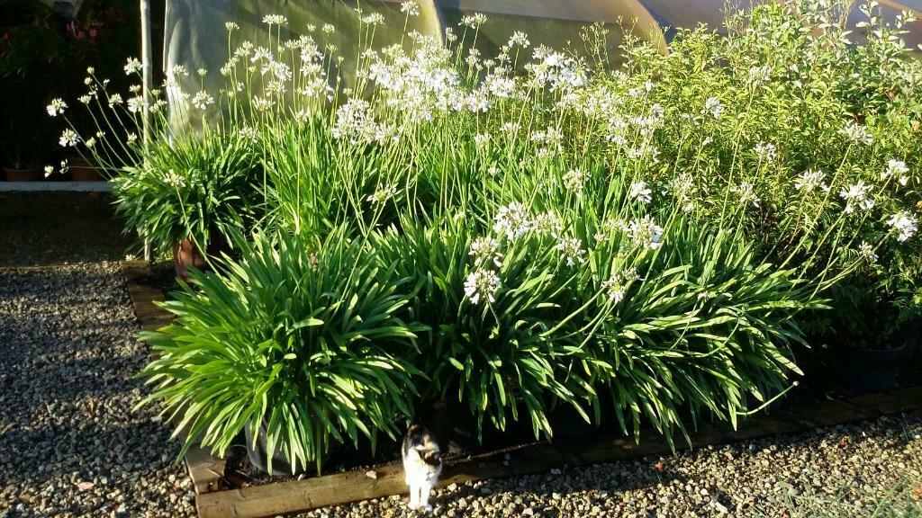 AGAPANTHUS   ALBUS   WITTE, Tuin en Terras, Planten | Tuinplanten, Ophalen, Zomer, Vaste plant, Volle zon
