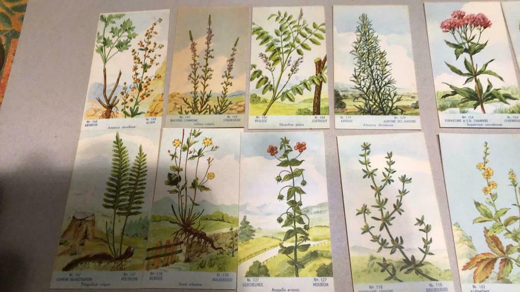 Chromo familia herba(x5b), Verzamelen, Ophalen of Verzenden, Zo goed als nieuw, Natuur, Prent