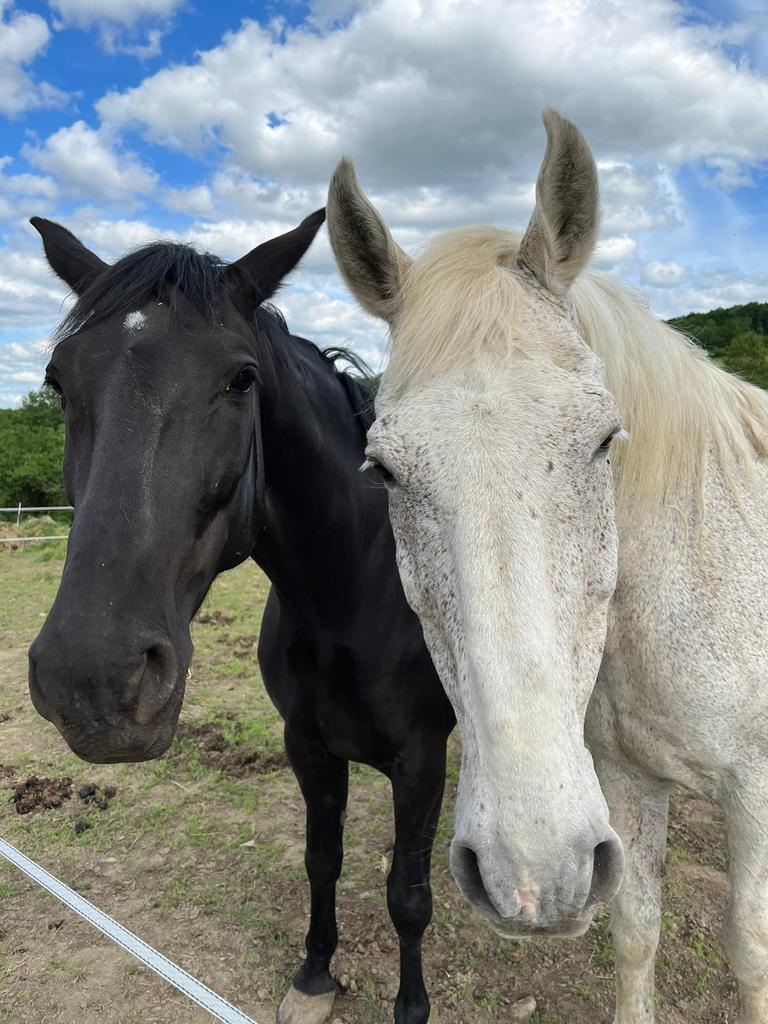 Cherche aide, Animaux & Accessoires, Enlèvement ou Envoi
