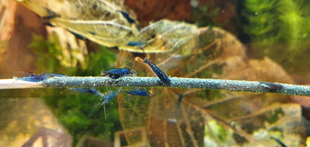 Crevettes Blue Dream