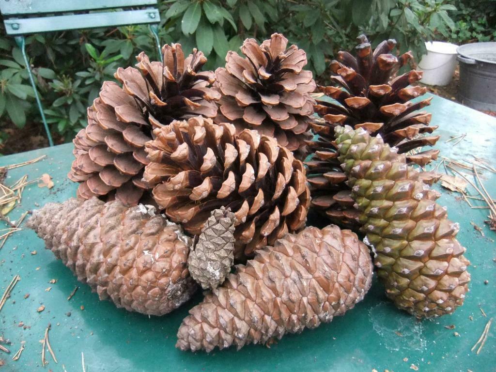 Zeer mooie heel dikke dennenappels 18 cm hoogte, Ophalen, Nieuw