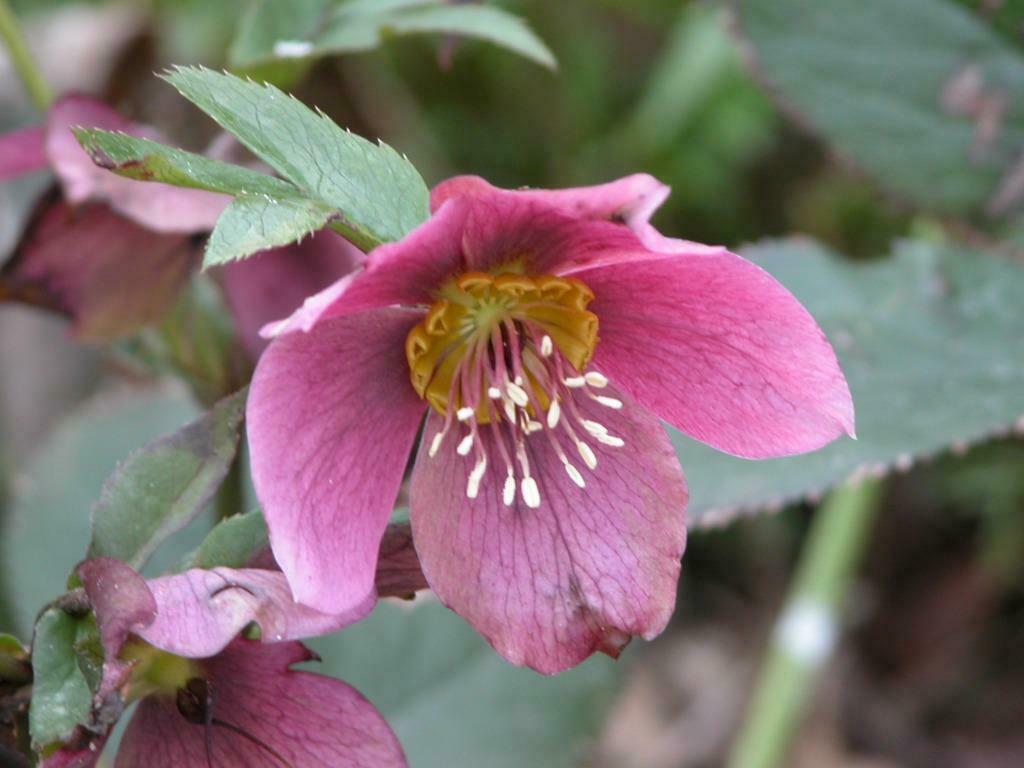 helleborus, Tuin en Terras, Planten | Tuinplanten, Ophalen