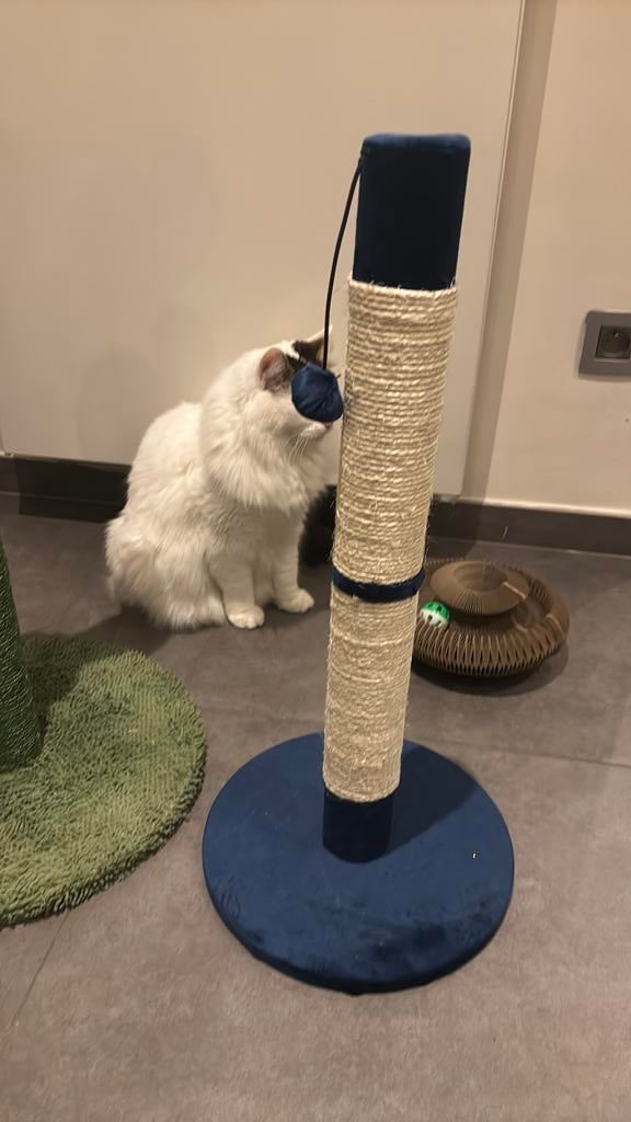 Krabpaal kat nieuw, Ophalen, Krabpaal