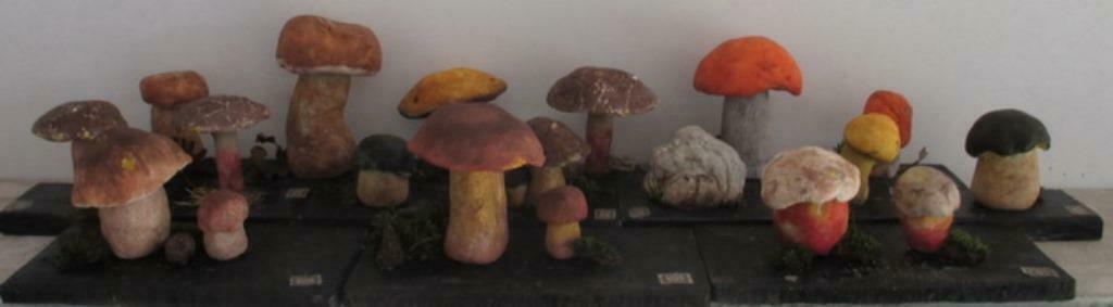 antieke collectie botanische modellen paddestoelen 22, Antiek en Kunst, Verzenden, Natuur en Biologie